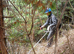 つる切り除伐