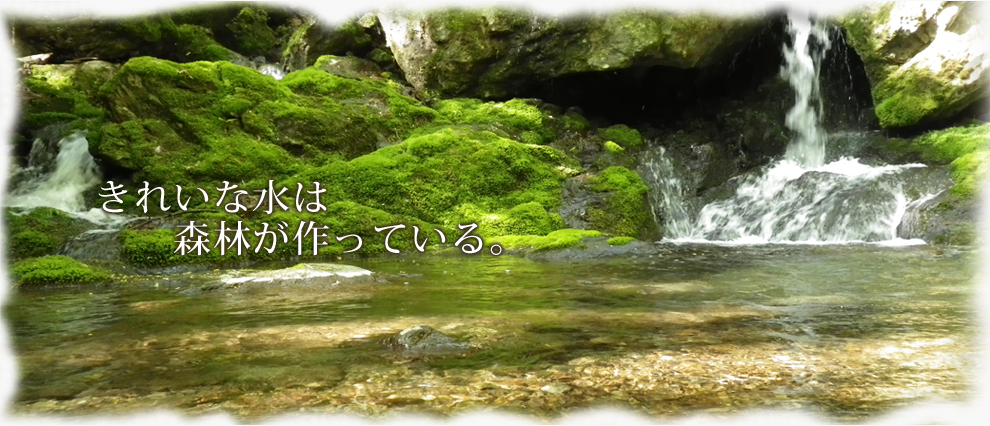 綺麗な水は森林が作っている