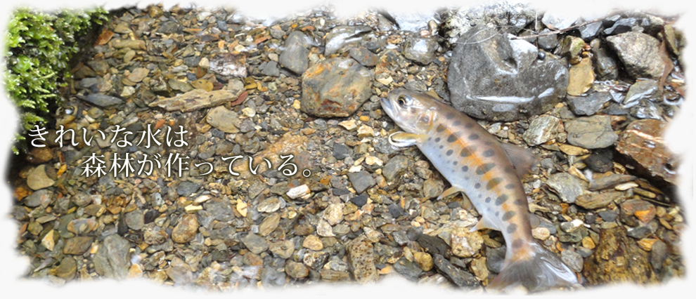 森林のおかげで、豊富な水がわき出る